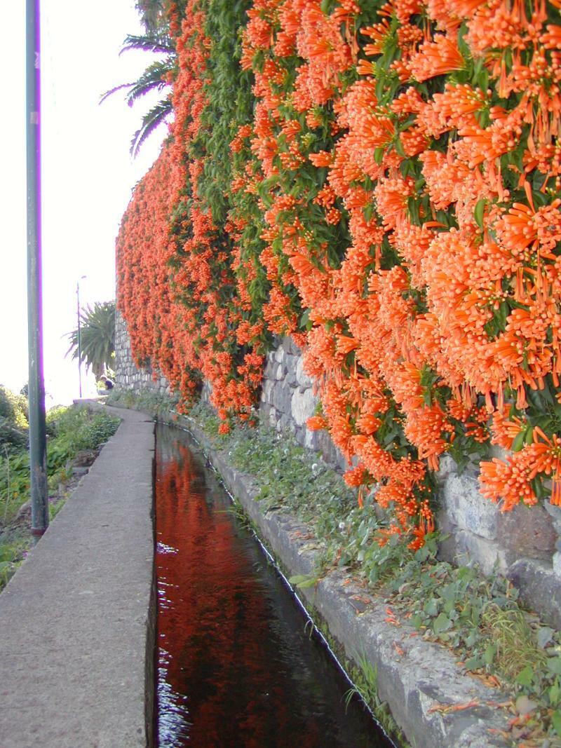 Vila Marta Aparthotel Funchal  Esterno foto